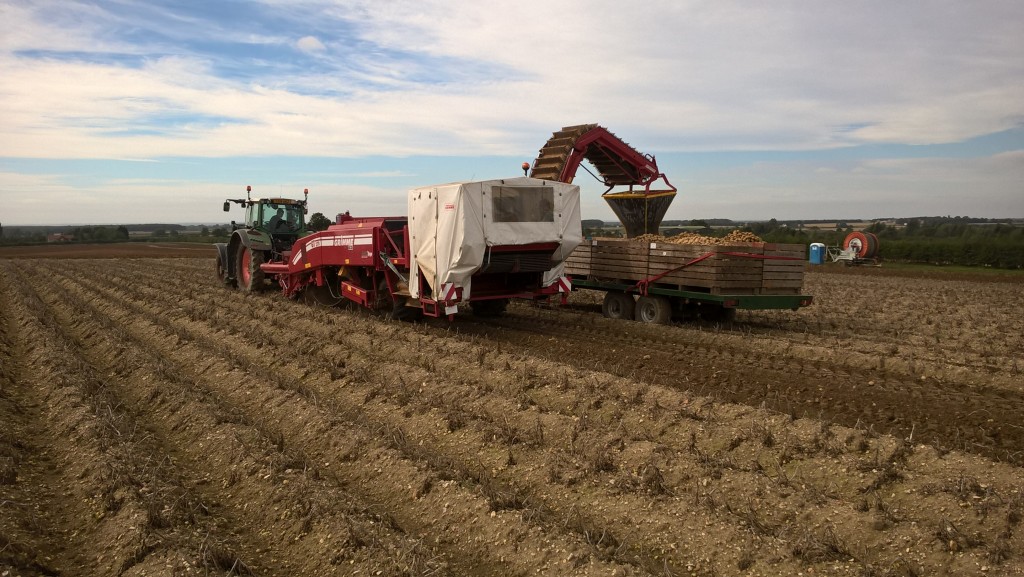 wesbite potato harvest 2